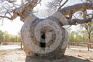 Boab tree