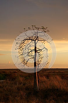Boab tree, Kimberly, Australia