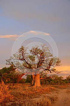 Boab tree, Kimberly, Australia