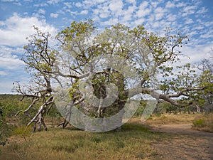 Prison boab tree near Wyndham Western Australia photo