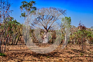 Boab tree in outback bush, Australia