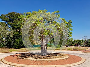 Boab tree in the street Broome outback Western Australia