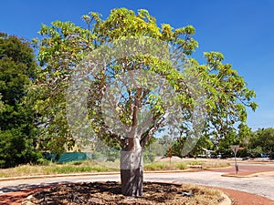 Boab Tree street scene australian outback Broome Western Australia