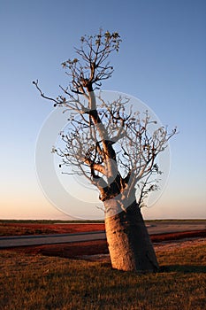 Boab Tree at Sunset