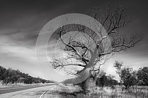 Boab tree from Western Australia in black and white