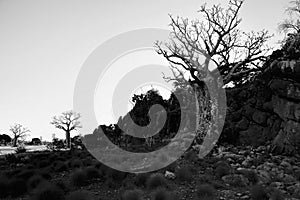 Boab Trees in black and white