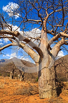 Boabab tree in African landscape