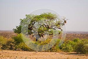 Boabab tree in the african sun