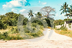 A boabab tree at Mida Creek in Watamu, Kilifi County in Kenya