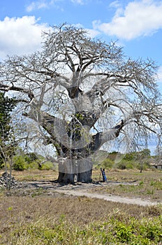 Boabab Tree