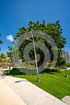 Boabab Trees at Arts Park Young Circle Hollywood FL native to Africa