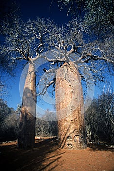 Boababs in Madagascar,Madagascar