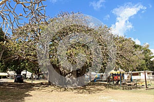 Boabob Tree, Bridgetown Barbados