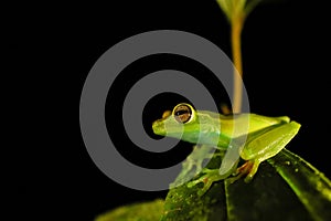 Boana rufitelus red webbed treefrog rainforest jungle