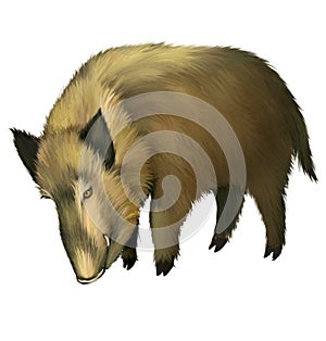 Boar.