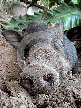 Boar