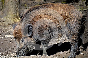 Boar