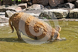 boar bathing in the pool