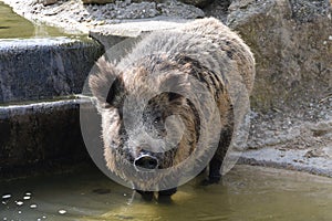 Boar bathing zoo madrid