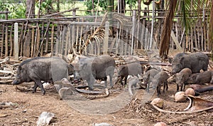 Boar family on rural farm