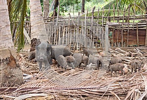 Boar family on rural farm