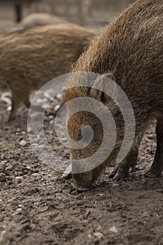 Boar feral pig young rookie in organic respectful petting farm