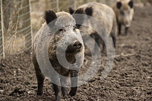 Boar feral pigs family in organic respectful petting farm
