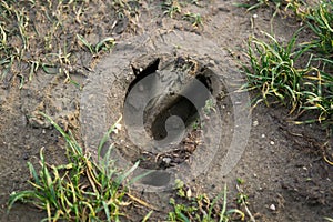 Boar footprint in the mud. Slovakia