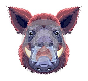 Boar frontal view, vector isolated animal