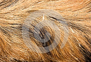 Boar hair texture