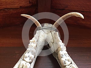 Boar jaw and tusks