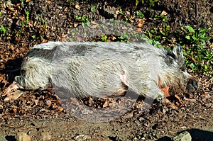 Boar in the natural environment,travel concept in the wild. Carpathian, copy space, closeup