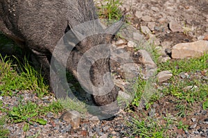 Boar in nature reserve in Canada