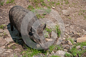 Boar in nature reserve in Canada