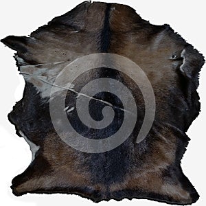 Boar pelt with alpha photo