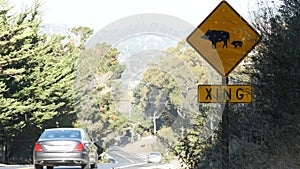 Boar or pig crossing yellow traffic road sign, California USA. Wild animal xing.