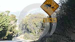 Boar or pig crossing yellow traffic road sign, California USA. Wild animal xing.