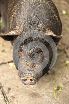 Boar, Pig Portrait. adult black pig. Berkshire Black Piglet in an outdoor pen.