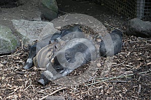 Boar with piglets sleeping in the mud in the Rotterdam Blijdorp Zoo in the Netherlands photo