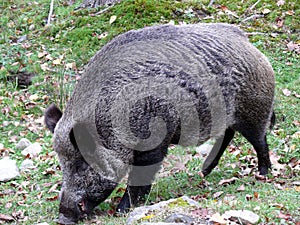 Boar in Quebec. Canada, north America.