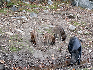 Boar in Quebec. Canada, north America.