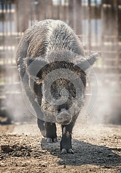 Boar running on the sand