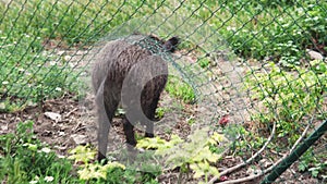 A boar searches for food in the garbage and breaks through the fence.