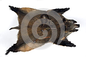 Boar skin on a white background with antique guns and a helmet