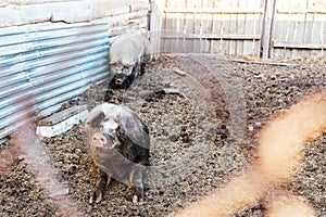 Boar and sow in the pen. The hog is lying on the ground, and the pig is digging the ground with its snout