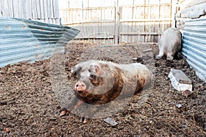 Boar and sow in the pen. The hog is lying on the ground, and the pig is digging the ground with its snout.