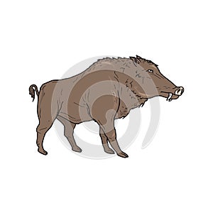 Boar wild animal vector sketch icon. Wild aper swine or pig hog side view symbol for wildlife fauna and zoology or