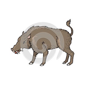 Boar wild animal vector sketch icon. Wild aper swine or pig hog side view symbol for wildlife fauna and zoology or hunting sport