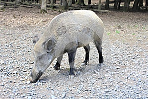 Boar in the Wildlife park in Daun, Germany