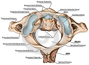 BOARD Atlantoaxial joint, superior view